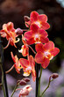 Orchideen Phalaenopsis exotische Blüten 