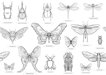 Set of insects: beetles, butterflies, moths, dragonflies. Etymologist's set. Seamless pattern, background. Outline vector illustration.