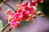 Fototapeta Kwiaty - Orchideen exotische Blumen mit vielen Farben