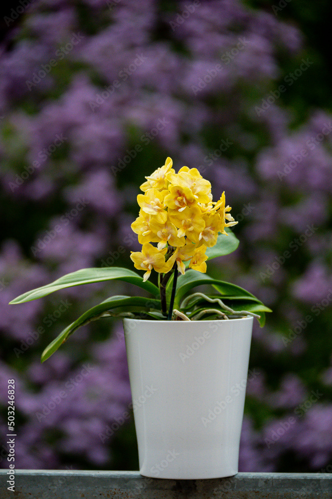 Orchideenblüte mit feinen Strukturen