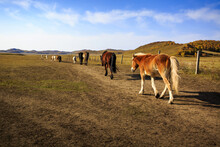 The Horses Walking Forword On The Grasslands With Blue Sky  And White Clouds In Hegang Grassland, Chifeng, Wulanpusihan Dam, Inner Mongolia