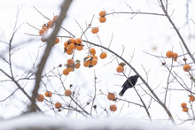 Beijing Ditan Park After A Persimmon Tree And A Black Bird With White Background