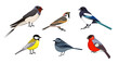 Cute little birds set. Vector illustrations of sitting small animals, side view. Cartoon collection with magpie swallow sparrow bullfinch titmouse isolated white. Nature, wildlife, fauna concept