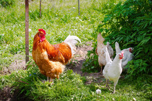Rooster And Chickens In The Farm Yard. Red Rooster Flapping His Wings. Adult Rooster Spread Wings. Poultry Farming. Farm Poultry  .