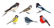 Cute Little Birds Set. Vector Illustrations Of Sitting Small Animals, Side View. Cartoon Collection With Magpie Swallow Sparrow Bullfinch Titmouse Isolated White. Nature, Wildlife, Fauna Concept