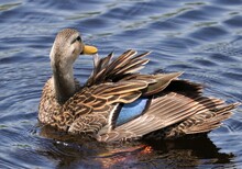 Blue-winged Teal Duck 