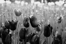 MONOCHROME BLACK WHITE FLOWERS, TULIPS