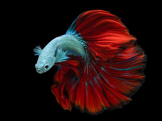 Poster - Beautiful movement of blue red Betta fish, Siamese fighting fish, Betta splendens isolated on black background.