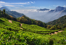 Tea Plantation Of Green Tea Against The Backdrop Of Mountains And Clouds. This Place In India Is Famous For Green Tea And Ecotourism.