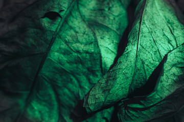 Aufkleber - Close up Beautiful abstract leaf in neon light. Minimalism modern style concept. Background pattern for design. Macro photography view.