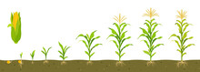 Growth Cycle Of Sweet Corn In Soil With Development Of Root System.