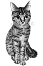 Vector Graphic Linear Illustration Of A Tabby Cat Sitting In Engraving Style