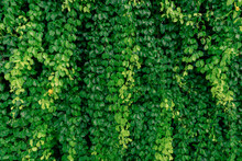 Green Vine Eco Wall. Green Creeping Plant With Wet Leaves Climbing On Wall. Green Leaves Texture Background. Green Leaves Of Ivy With Water Drops. Exterior Of Sustainable Building. Close To Nature.