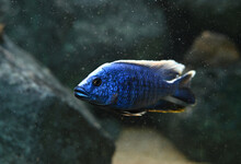Electric Blue Cichlid Swimming In Freshwater Aquarium. Sciaenochromis Fryeri Is An African Cichlid In Cichlidae Family. ,endemic To Lake Malawi, Africa.