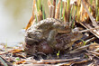 Erdkröte Männchen und Weibchen Huckepack am Teich sitzend.
Wissenschaftlicher Name ist Bufo Bufo.