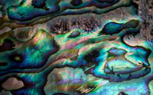 Abstract Blue And Green Background, Close Up Of A Paua Shell 