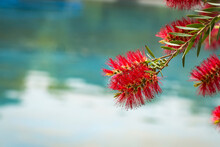 Common Red Bottlebrush Flowers With Water Pool Background