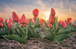 Pola tulipanów, kolorowa wiosna w Holandii.