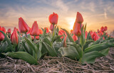 Fototapeta Tulipany - Pola tulipanów, kolorowa wiosna w Holandii.