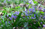 Fototapeta Tęcza - Blurred image of blue scillas against the backdrop of spring greenery.