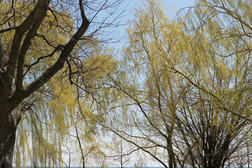 Poster - weeping willows (with catkins) and blue sky - springtime