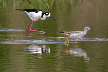 Black-necked Stilt Mingling With Willets In A Wetlands Area
