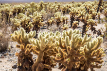 Cholla Cactus Garden In The Middle Of The Desert