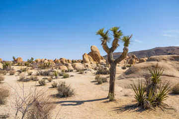 Wall Mural - Green Joshua trees in the middle of the desert