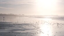 Ocean Waves, Many Quick Sandpiper Birds, Small Sand Piper Plover Shorebirds Flock, Monterey Beach Wildlife, California Coast Sunset, USA. Sea Water Tide, Littoral Sand. Tiny Fast Young Baby Avian Run.