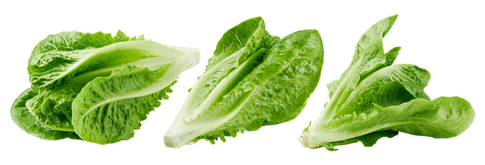 Romain Lettuce isolated on white background, clipping path, full depth of field