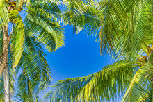 Bottom View Of Palm Trees Tropical Forest At Blue Sky Background. Coconut Palm Tree With Blue Sky, Beautiful Tropical Background. Exotic Travel Nature, Tropical Paradise Concept Nature Foliage Pattern
