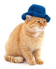 Canvas Print - Red cat in a knitted hat.