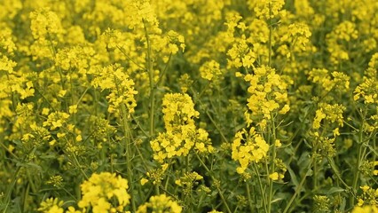 Fotomurales - Blooming yellow canola (Brassica Napus) flower in field