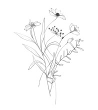 Botanic Outline Wildflower Bouquet. Hand Drawn Floral Abstract Pencil Sketch Field Flower Arrangement Isolated On White Background Line Art Illustration