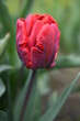Czerwony papuzi tulipan