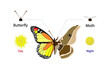 illustration of biology and animals, Differences between day butterflies and moths, Butterflies are active during the day, whereas moths are active at night, General Appearance