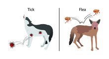 Illustration Of Biology And Animals, Fleas And Ticks Are Parasites Of Wild And Domestic Mammals, Health And Wildlife, Ticks Are Wingless And Rely Solely On The Blood Of Animals