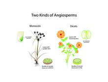 Illustration Of Biology, Monocots And Dicots Plants, Comparison Of Monocotyledons And Dicotyledons,  Kingdom Plant