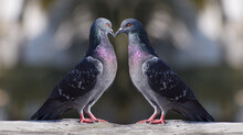 Two Pigeon Looking At Each Other While Touching Their Beaks