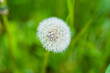 blooming dandelion on a background of green grass