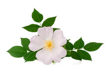 Branch Of Briar With Flower Isolated On A White Background, Top View