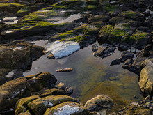 Moss Covered Rocky Ground And Snow Surround A Tidal Pool On The Maine Coast