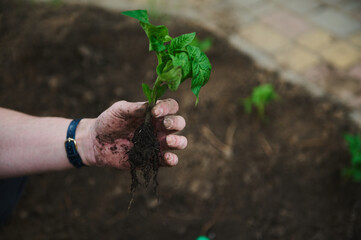 Close-up of gardener hand holding a tomato seedling with dirty roots in black soil on the vegetable garden background