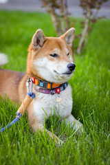 Portrait of a Japanese Shiba Inu breed dog. The dog lies in the green spring grass.