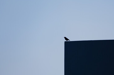 Little bird silhouette sitting on an edge at golden hour