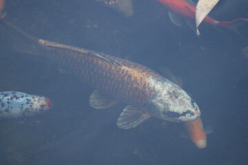 Wall Mural - fish in the aquarium