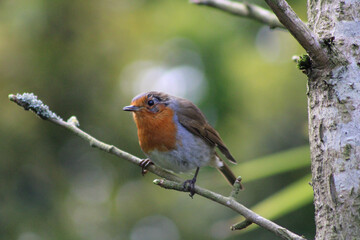 Wall Mural - robin on a branch