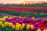 Fototapeta  - beautiful field of tulips, different colors of flowers, sunset