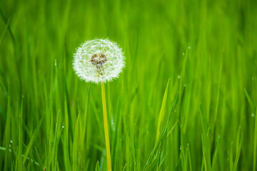 Wall Mural - White dandelion flower on green background