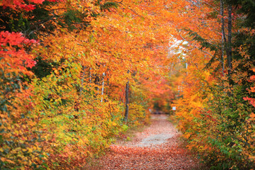 Sticker - Scenic autumn alley in Groton state park, Vermont, Selective focus.